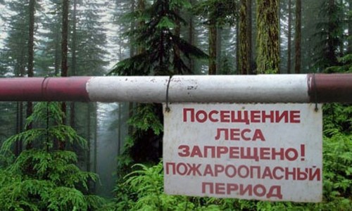Крымские леса закрыли из-за высокой пожарной опасности
