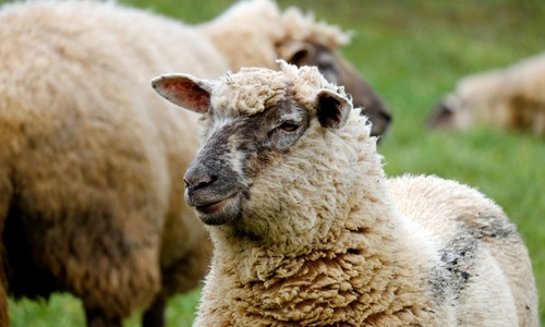 Военный совхоз Крыма станет питомником для овец