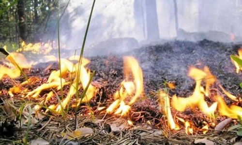 В МЧС предупредили о пожарной опасности на западе Крыма
