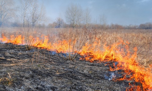 В Ялтинском заповеднике произошел пожар
