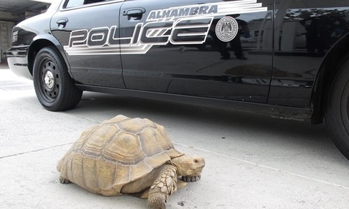 Американские полицейские устроили погоню за черепахой. Еле догнали