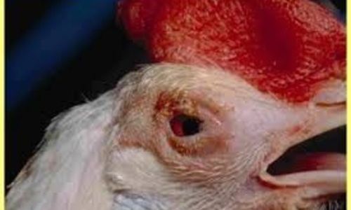 В Крыму к африканской чуме свиней прибавилась чума птиц
