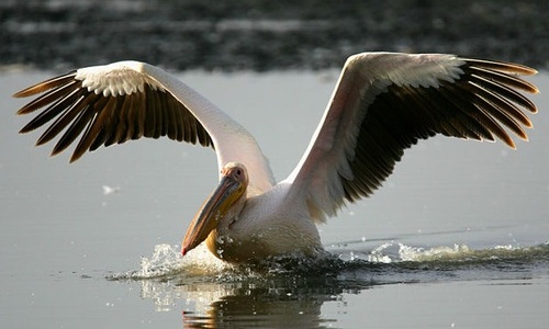 Ялтинский пеликан стал более доверчив к людям