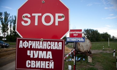 В Крыму нашли зараженные захоронения свиней