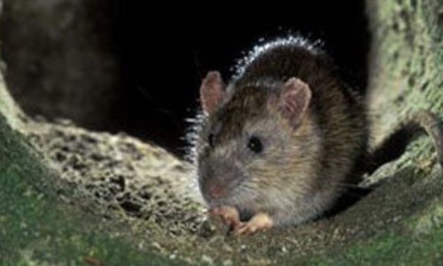 Крысы выживают студентов из общежитий