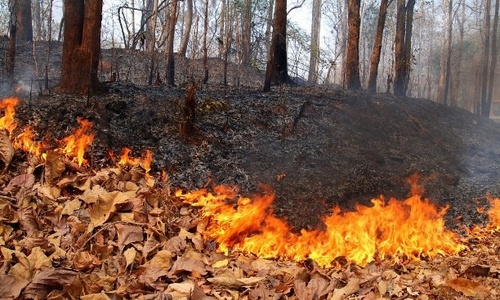 Крымчан предупредили о высокой пожароопасности