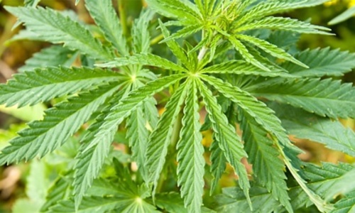 Севастополь марихуана семена конопли в ростове на дону