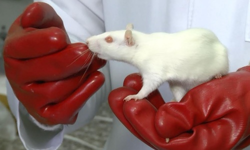 Ученые из КФУ накуривали крыс ради науки