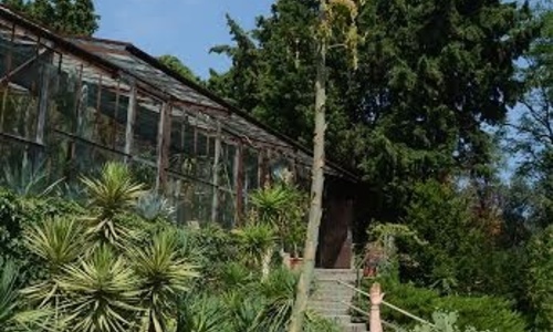 В Никитском саду агава выпустила предсмертные цветы