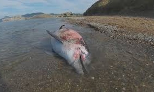 Крымских дельфинов убивает неизвестная болезнь