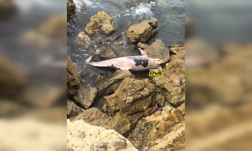 В Севастополе вновь обнаружили мертвого дельфина
