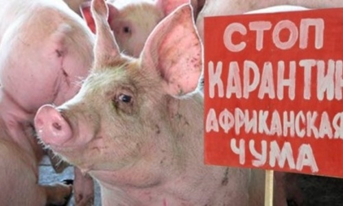 Чума свиней снизила производство мяса в Крыму