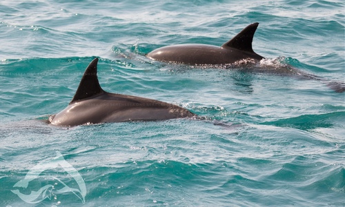 Спасенный в Севастополе дельфин нашел себе подружку