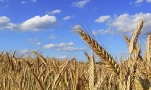 Тонны крымского зерна не привлекают импортеров