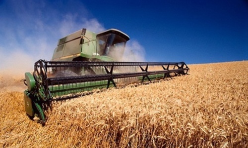 Азия отказались от крымской пшеницы – СМИ