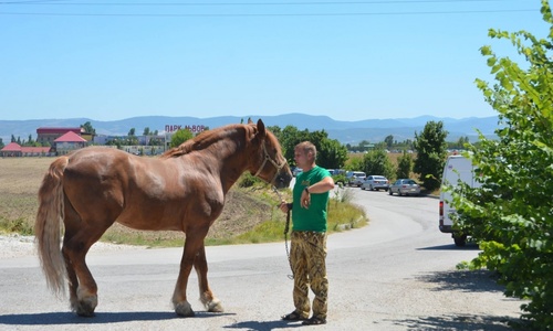Олег Зубков уговорил коней стать частью «Тайгана»