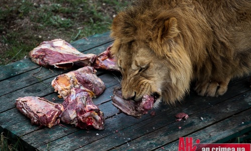 В Крыму львы стали дороже