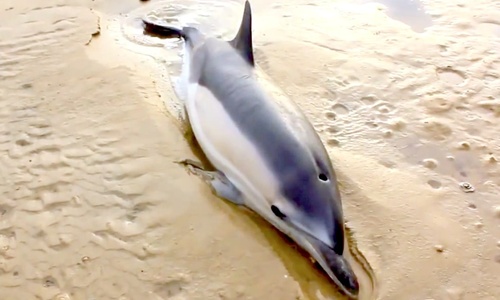 Дельфины в Крыму гибнут из-за невидимых сетей