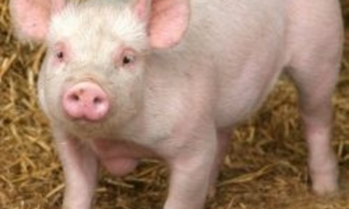 Крымчане получат 99 рублей за каждый килограмм убитых из-за АЧС свиней