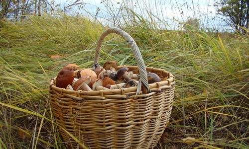 Туристы в крымских горах отравились грибами