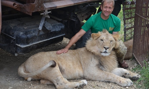 Укусившего туристку льва «Тайгана» отправят в цирк