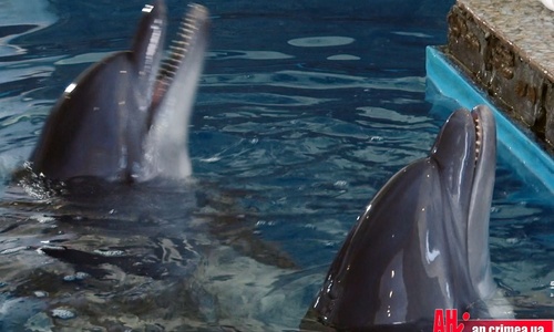 Зубков опроверг информацию о жестоком обращении с дельфинами