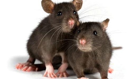 Ученые: Крысы могут предсказывать погоду