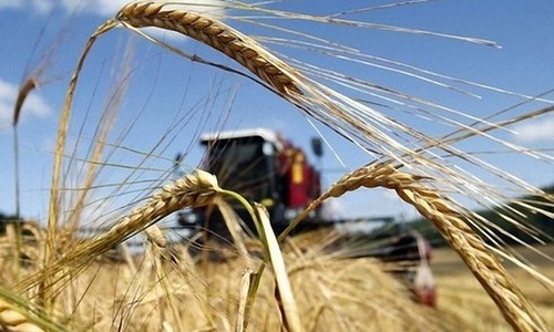 Аграрии Крыма собрали рекордный урожай зерна