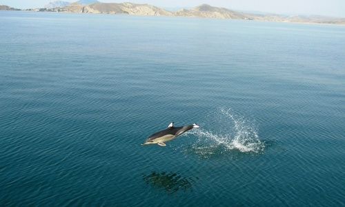 В Черном море стало больше дельфинов
