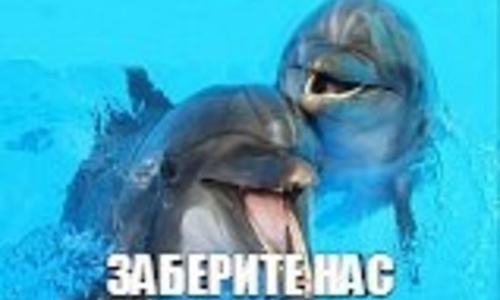 В Саках полиция забирает арендованных дельфинов