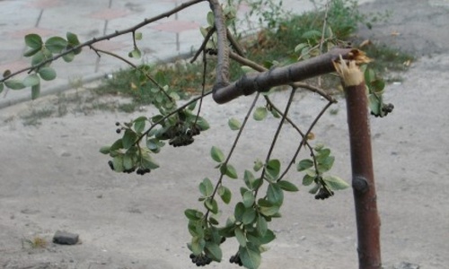 В Симферополе поломали высаженные деревья