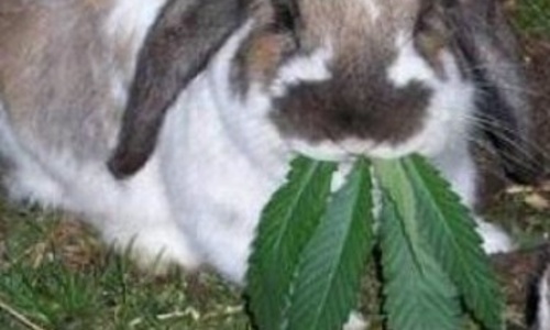 Кормили кроликов коноплей курение марихуаны на что влияет