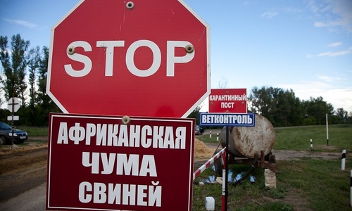 Крыму снова грозит чума свиней