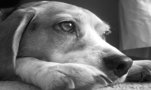 Крымские зоозащитники встали горой за уличных животных