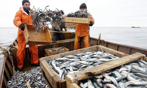 Украине достается больше рыбы из Азова, чем России
