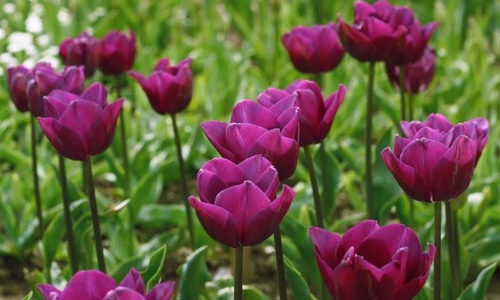 Никитский ботсад покажет 37 тысяч тюльпанов