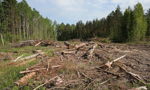Незаконная вырубка лесов в Крыму обошлась в 170 миллионов рублей