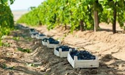 Виноград в Крыму стоит 700 рублей за килограмм
