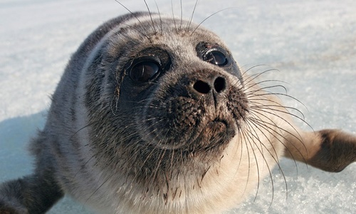 Живодеры пинками разгоняли лежбища сахалинских тюленей