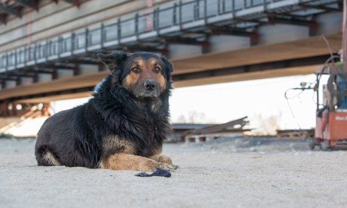 Собакам с Крымского моста ищут российские семьи