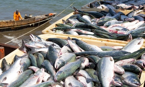 В Азово-Черноморском бассейне стали меньше рыбачить