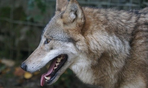 Волк, напавший на людей в Крыму, оказался бешеным
