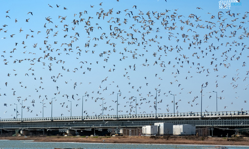 Возле Крымского моста установили гнезда для птиц