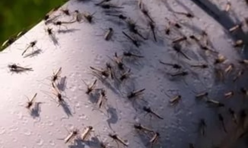 Ученые нашли способ безопасно бороться с комарами