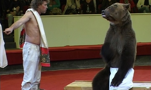 Ялтинцам в День России покажут настоящего медведя