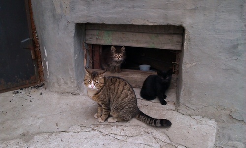 Общественная палата предложила обустраивать «кошкины дома»