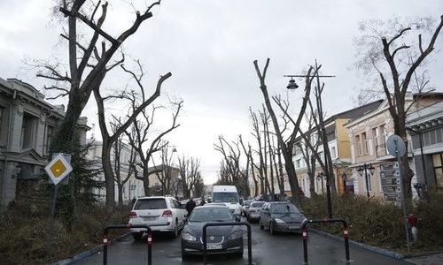 Эксперты раскритиковали обрезку деревьев в Симферополе