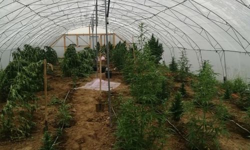 Крымчанин вырастил 60 килограммов марихуаны