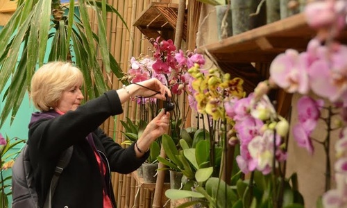 В Никитском саду покажут более 500 цветущих орхидей