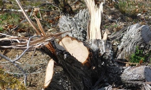 В Крыму браконьеры нарубили можжевельника на 3,7 миллиона